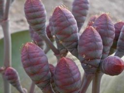 Welwitschia mirabilis female cones purple and grey